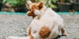 How Can You Improve Your Pet’s Skin and Coat Health Naturally?