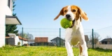 Interactive Smart Pet Toys for Keeping Your Pet Active and Engaged