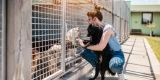 How Do You Introduce New Animals to an Existing Pet Cage?