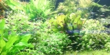 How Can You Keep Aquarium Water Clear and Odor-Free?