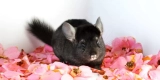 How Can You Keep Your Exotic Pet Safe and Healthy at Home?