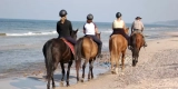How Can You Keep Your Horse Hydrated During Travel?