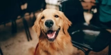 What Are the Best Ways to Keep Your Pet’s Coat Healthy and Shiny?