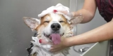 How Can You Keep Your Pet’s Fur Clean and Healthy?