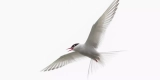Why Are Full-Spectrum Lights Important for Bird Health?