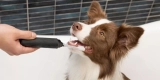 How to Maintain Your Pet’S Dental Health With Simple Practices