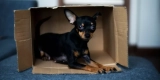 How Can You Make Your Pet’s Habitat More Natural and Stimulating?