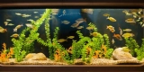 Creating a Natural Look With Driftwood and Rocks