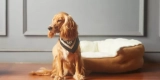 What Are the Best Ways to Organize Your Dog’s Supplies?