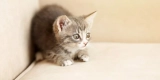 How to Build the Perfect Cat Corner in Your Home