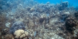 How Do You Create the Perfect Habitat for Shrimp and Snails?