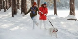 Essential Pet Gear for Winter Outdoor Adventures