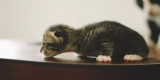 What Are the Health Risks of Poor Exotic Pet Care?