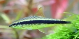 How Can You Prevent Algae Overgrowth in Your Tank?