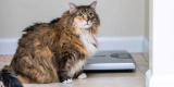 How Can You Prevent Obesity in Pets and Keep Them Active?