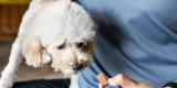 Effective Strategies for Preventing Heartworm in Pets