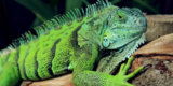 How to Set Up a Proper Heating System for Your Reptile’s Habitat