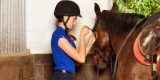 How Do You Properly Fit a Horse Bridle?