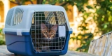 How Do You Choose the Right Carrier for Stress-Free Travel?
