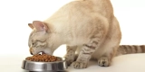 How Do You Choose the Right Cat Food for Your Feline?