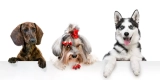 What Are the Signs of Stress in Small Animals and How Can You Reduce It?
