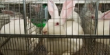 Why Are Small Animal Multi-level Cages a Great Option for Your Pet?