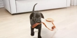 How Do Smart Pet Collars Enhance Your Pet’s Safety and Wellness?