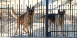How Do Smart Pet Gates Improve Home Security and Pet Safety?