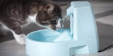 How Do Smart Pet Water Fountains Improve Your Pet’s Hydration?