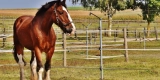 Creating a Comfortable Stable Environment for Your Horse