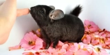 What Are the Top Exotic Pet Care Resources and Communities to Join?