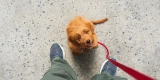 How Can You Train Your Exotic Pet to Be More Social?