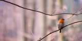 What Are the Benefits of Using Bird Harnesses for Outdoor Adventures?