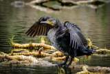 Which Perches Are Best for Your Bird’s Comfort and Health?