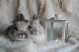 How Do You Choose the Right Lighting for Your Exotic Pets?