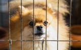How Do You Choose the Right Cage for Your Small Animal?
