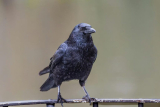 Why Is a Bird Stand Important, and How Do You Choose One?
