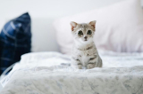 What Are the Best Exotic Pet Bedding Options for Comfort and Hygiene?