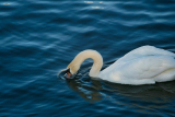 What’s the Best Way to Provide Fresh Water for Your Bird?