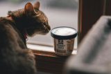 Why Is Proper Nutrition Crucial for Your Exotic Pets?