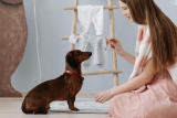 Healthy and Tasty Dog Treats for Training