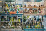 How Do You Protect Birds From Cage Hazards?