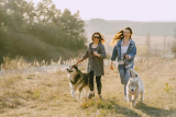 Best Leashes for Training and Everyday Walks