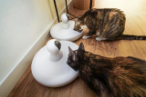 Why Should You Consider Investing in a Smart Pet Feeder?