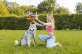 What Are the Most Effective Smart Pet Toys to Keep Your Pet Entertained?