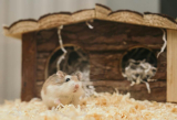 What Type of Substrate Is Best for Different Exotic Pets?