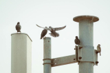 Why Is Providing Multiple Perch Types Beneficial?